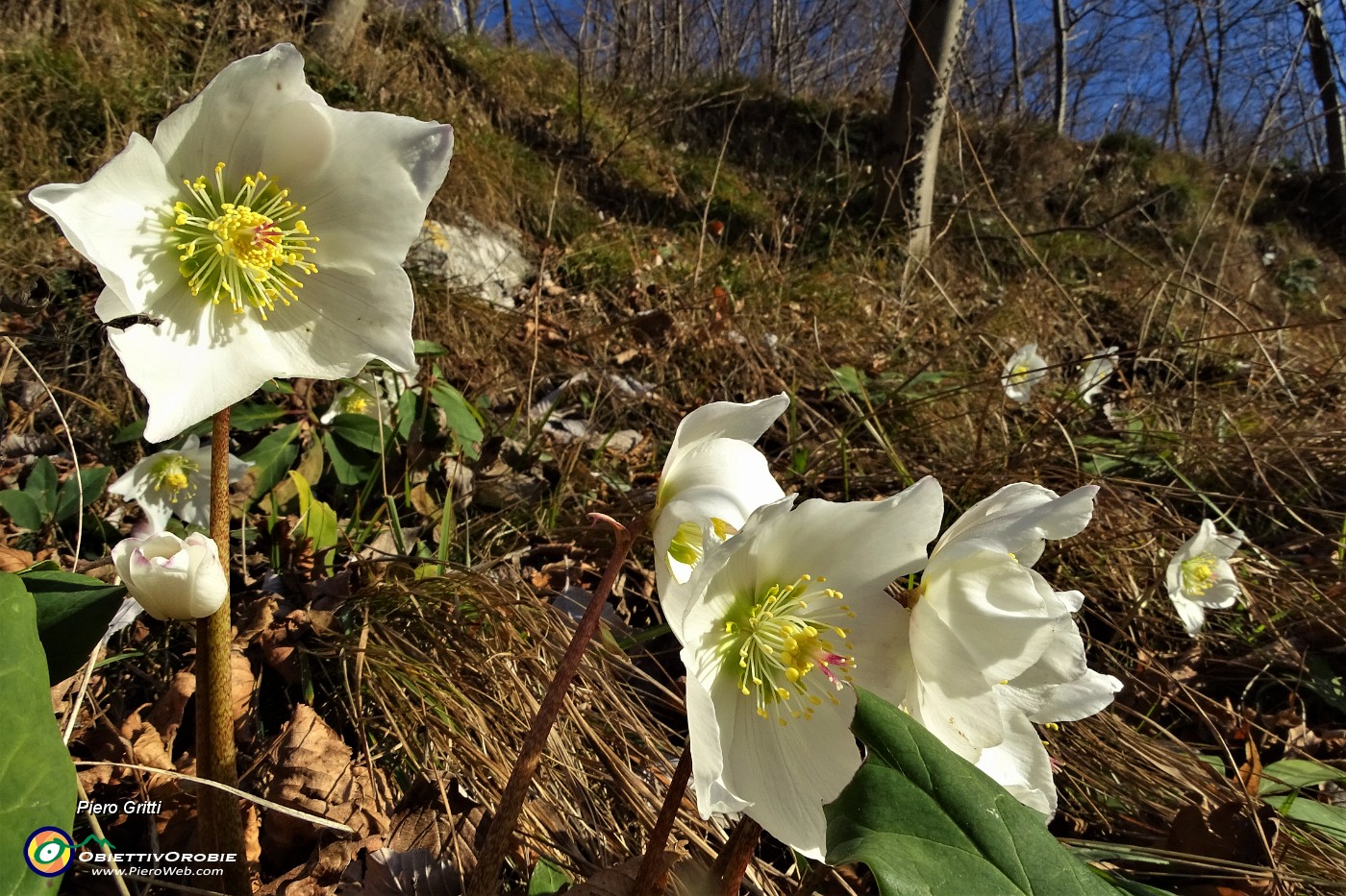 63 Bellissimi ellebori in fiore.JPG